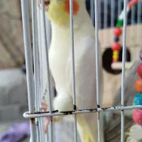 عروس. هلندی|پرنده|کوچصفهان, |دیوار