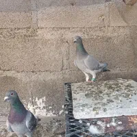 کفتر پلاکی|پرنده|گله دار, |دیوار