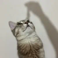 واگذاری گربه