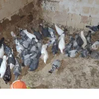 کبوتر|پرنده|سلیمان, |دیوار