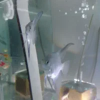 آنجل پرایبا وارداتی جفت مولد|ماهی|مشهد, کاظم آباد پنجشنبه|دیوار