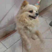 پامرانین یک ساله