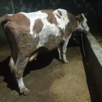 یک راس گاو بادوراس گوساله