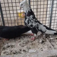 دم سیاه دمبی