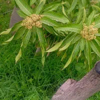 فروش خانه باغ به همراه یه سهم باغ در دهکهان