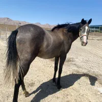 فروس دو راس اسب|اسب و تجهیزات اسب‌سواری|تهران, آرژانتین|دیوار