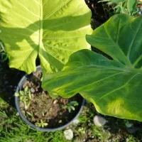 گل بابا ادم|گل و گیاه طبیعی|خمام, |دیوار