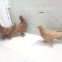 کبوتر فروشی