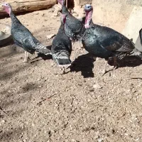 بوقلمون ماده محلی