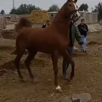 اسب نریان