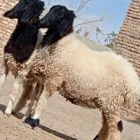 دوتا بره جملی چاق