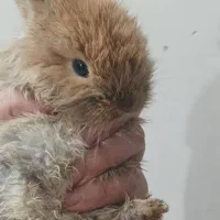 حراج بچه خرگوش لوپ اصیل و بسیار اهلی وباهوش|موش و خرگوش|دزفول, |دیوار