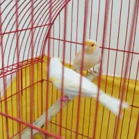 جفت قناری|پرنده|اردبیل, |دیوار