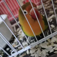 کوتوله برزیلی