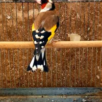 ۱۰ عدد سهره جفتی کت باز کن|پرنده|بروجرد, |دیوار