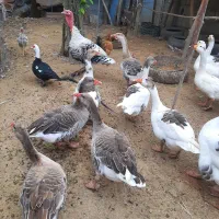 فروش حیوانات مزرعه