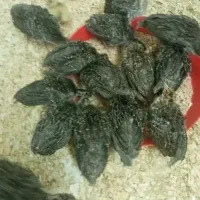 جوجه بقلمون