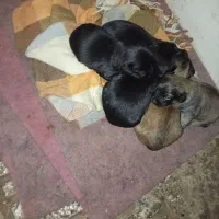 سگ اشپیتز نر و ماده با توله