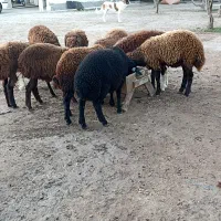 بره.گوسفند.توقلی