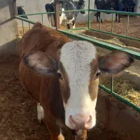 گاو قصر وتلیسه|حیوانات مزرعه|رامند, |دیوار