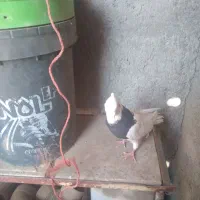 کبوتر طوقی|پرنده|مشهد, شهید معقول|دیوار