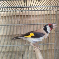 جوجه سهره و نر بالغ
