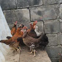 جوجه