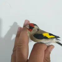 سهره دورگ رسمی کرمونی|پرنده|گلوگاه, |دیوار