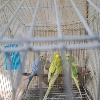 ۳عدد مرغ عشق ۱نر ۲ماد|پرنده|سیرجان, |دیوار