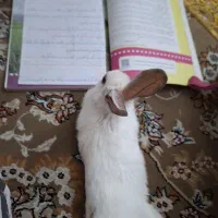 خرگوش نژاد نیوزیلندی|موش و خرگوش|پردیس, فاز ۱۱|دیوار