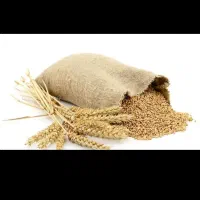 گندم خریدارم (نقدی)|فعالیت داوطلبانه|دهگلان, |دیوار