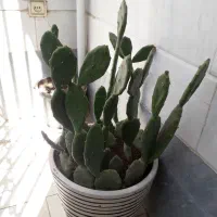 کاکتوس اپونتیا بزرگ