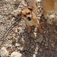 سگ پاکوتاه  خوشگل .باهوش.دورگه نژاد اشپیتز