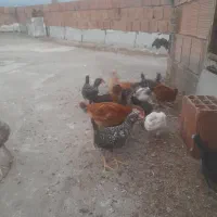 جوجه مرغ محلی