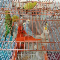 مرغ عشق|پرنده|ایرانشهر, |دیوار