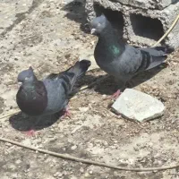 کبوتـر سبزوسیاه آبادانی، طوقی، صرب سرخ وسیاه