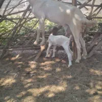 فروش بز شیری