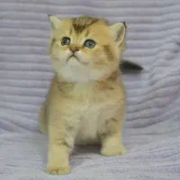 بچه های بریتیش اصیل(چهارباغ بالا)