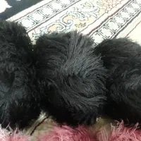 کاموا|لوازم خیاطی و بافتنی|گرگان, |دیوار