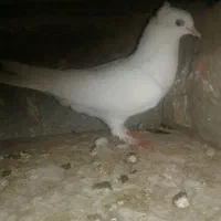 کبوتر سفید|پرنده|میناب, |دیوار