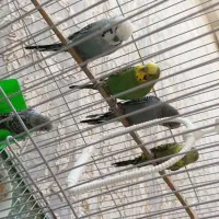 سلام. چهار عدد مرغ عشق|پرنده|جوانرود, |دیوار