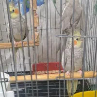 عروس هلندی