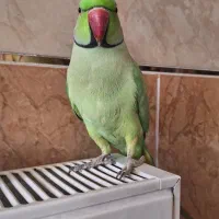 طوطی ملنگو نر وحشی|پرنده|پیر بکران, |دیوار