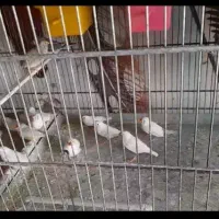 فنچ نر ماده قاطی