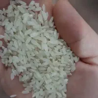 برنج کامفیروزی بشرط