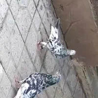 یجفت سرور|پرنده|شیراز, آزادگان|دیوار