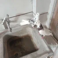 فروش کبوتر حوالی سامان
