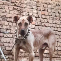 سگ سرابی|سگ|قنوات, |دیوار