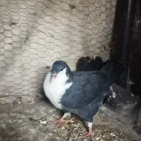 کبوتر کرواتی