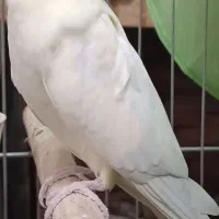 عروس هلندی لوتینو ماده